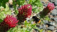 Inkarnatklee mit Hummel